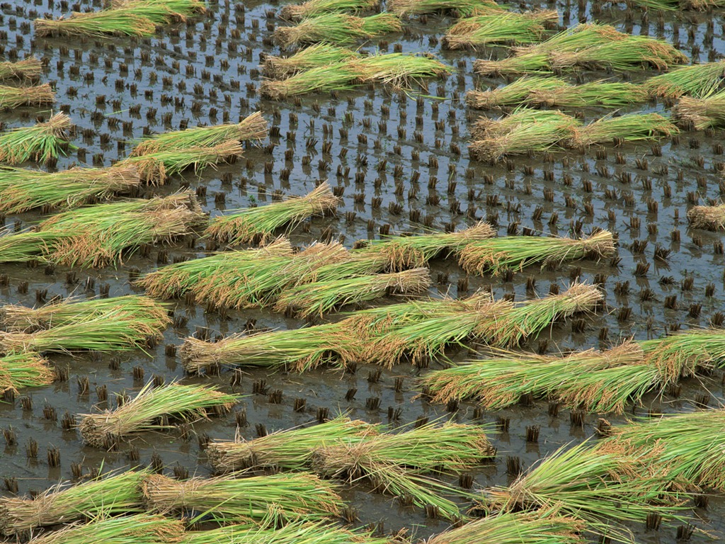 The wheat field wallpaper (1) #11 - 1024x768