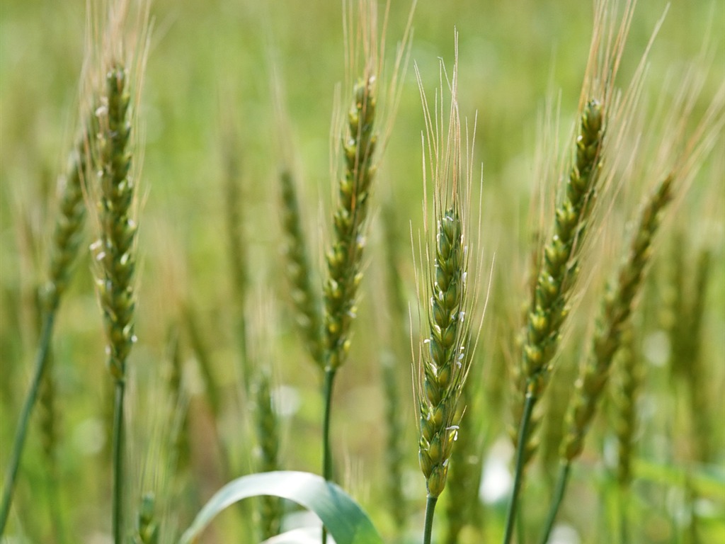 The wheat field wallpaper (1) #12 - 1024x768