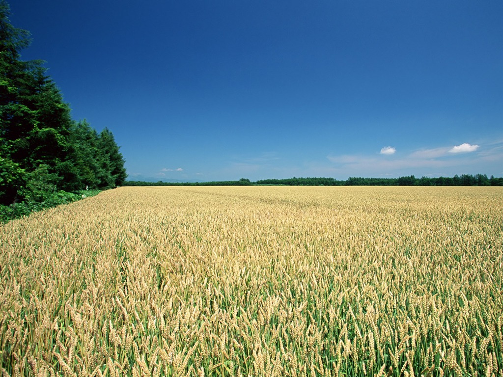 The wheat field wallpaper (1) #13 - 1024x768