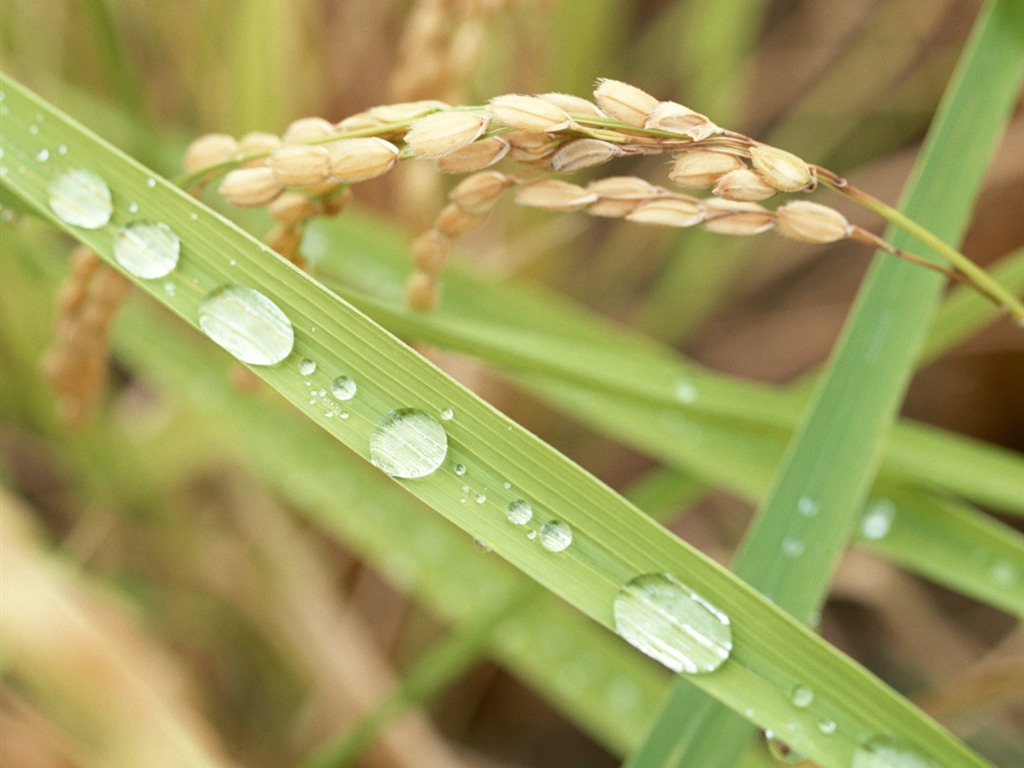 The wheat field wallpaper (1) #15 - 1024x768