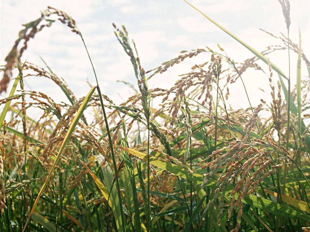 The wheat field wallpaper (1) #16 - 1024x768