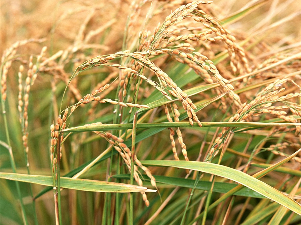 The wheat field wallpaper (1) #17 - 1024x768