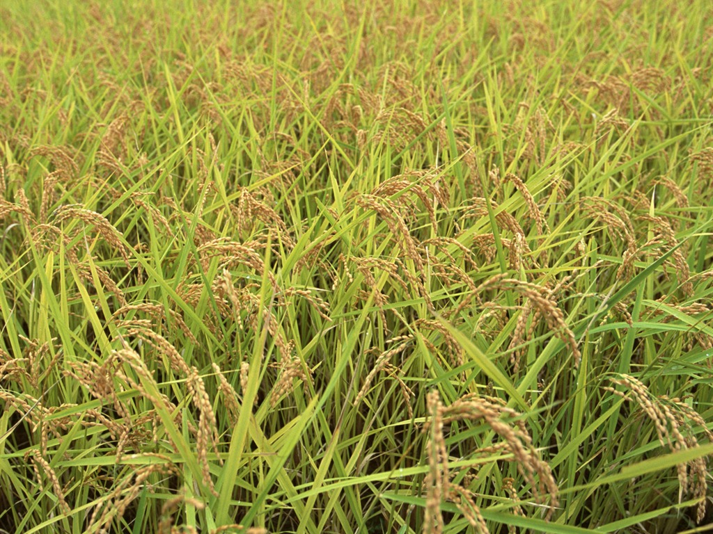 The wheat field wallpaper (1) #18 - 1024x768