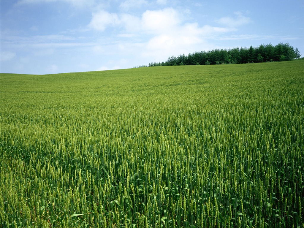 The wheat field wallpaper (1) #19 - 1024x768