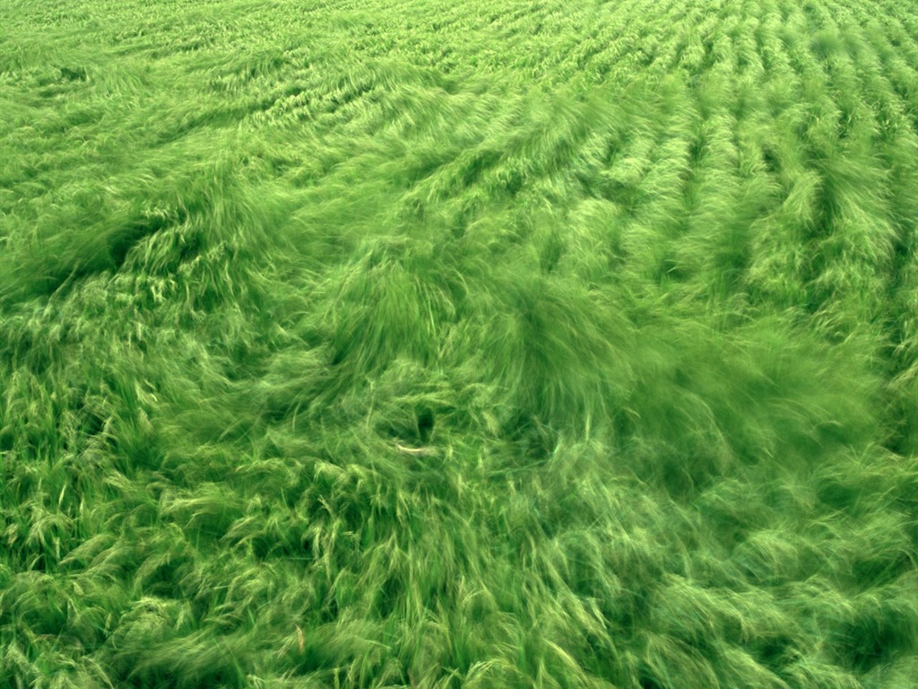 Le fond d'écran champ de blé (1) #20 - 1024x768
