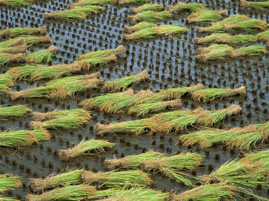 El fondo de escritorio campo de trigo (2) #2 - 1024x768