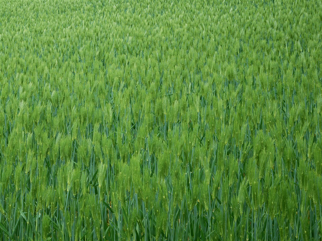 田野麥浪 壁紙(二) #7 - 1024x768