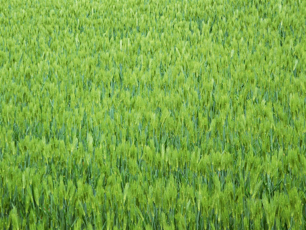 The wheat field wallpaper (21) #8 - 1024x768