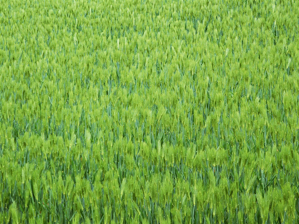田野麥浪 壁紙(二) #8 - 1024x768