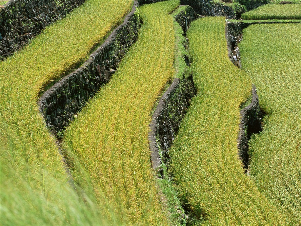 田野麥浪 壁紙(二) #12 - 1024x768