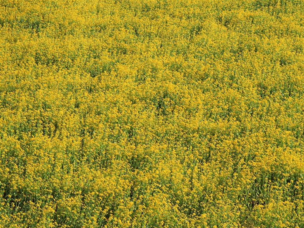 Le fond d'écran champ de blé (2) #16 - 1024x768