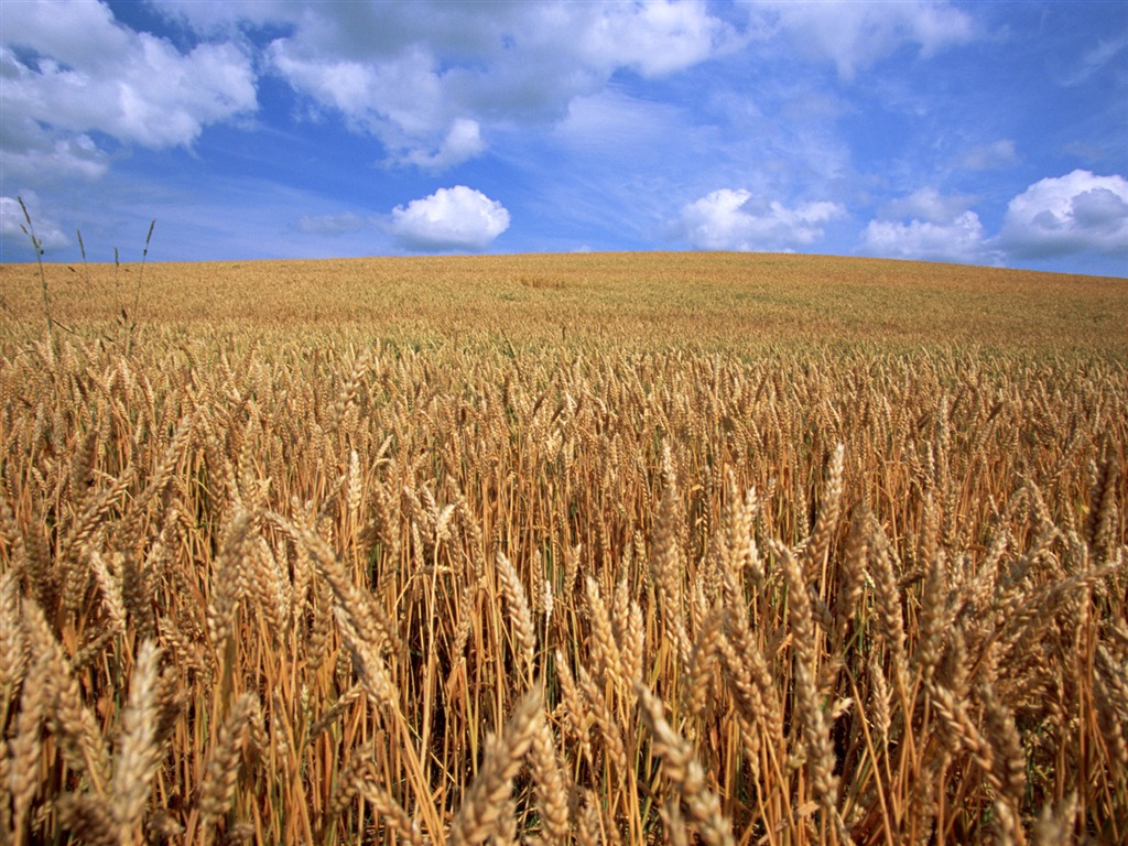 The wheat field wallpaper (21) #18 - 1024x768
