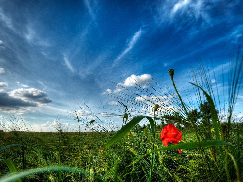 Wunderschön gerenderten Landschaften Wallpaper (6) #15 - 1024x768