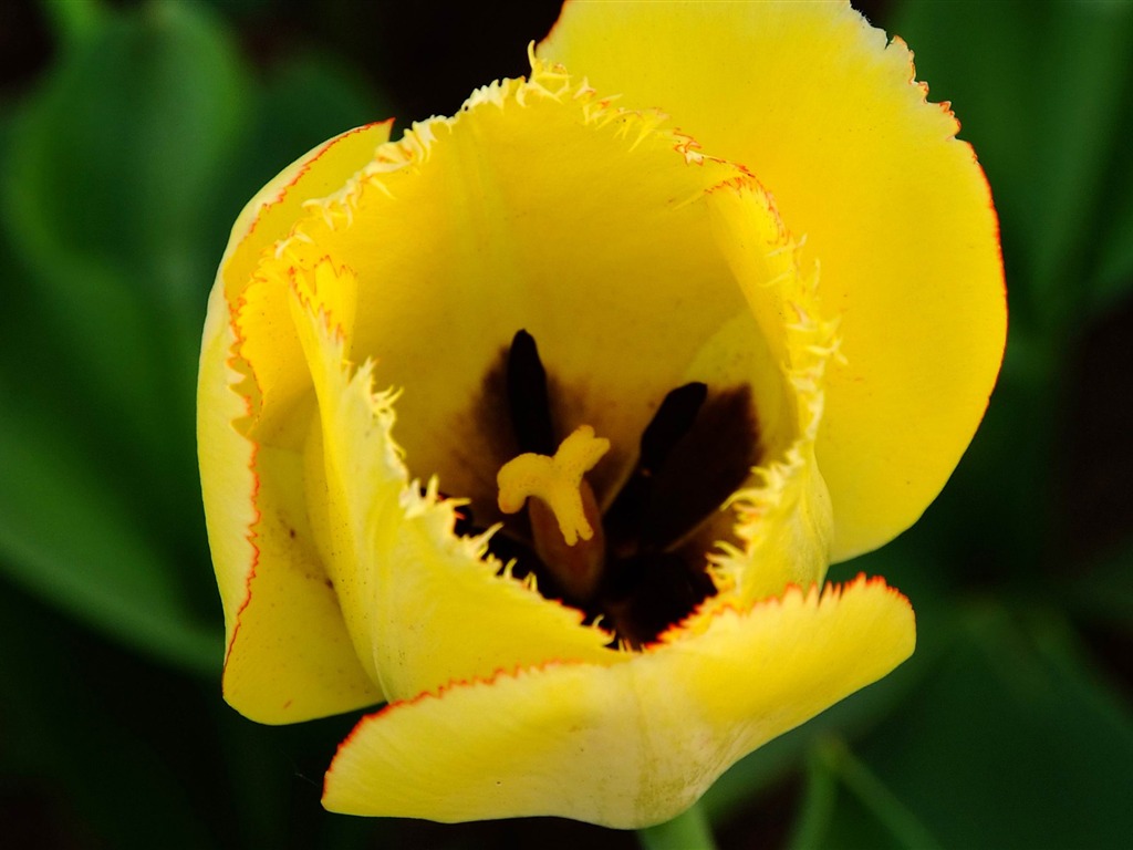 Animal Flower Macro (Bewehren) #4 - 1024x768