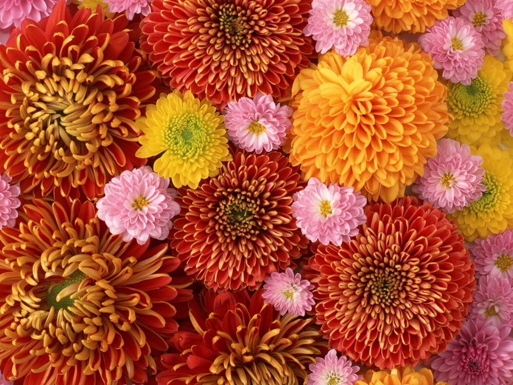 1680鮮花綠葉背景 壁紙(一) #2 - 1024x768