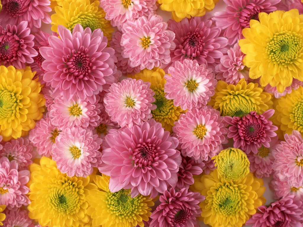 1680 fondos de escritorio de flores de color verde de la hoja (1) #7 - 1024x768