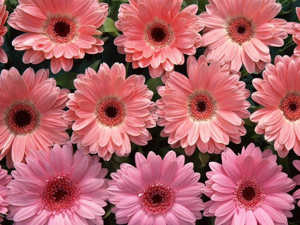 1680 fleurs vertes feuilles fond d'écran (1) #8 - 1024x768