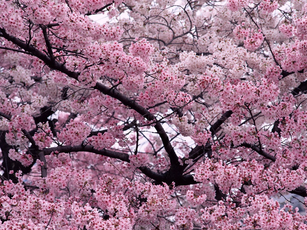 1680鲜花绿叶背景 壁纸(一)13 - 1024x768