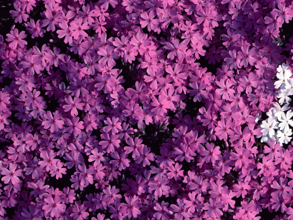 1680 꽃 녹색 잎 배경 벽지 (1) #17 - 1024x768