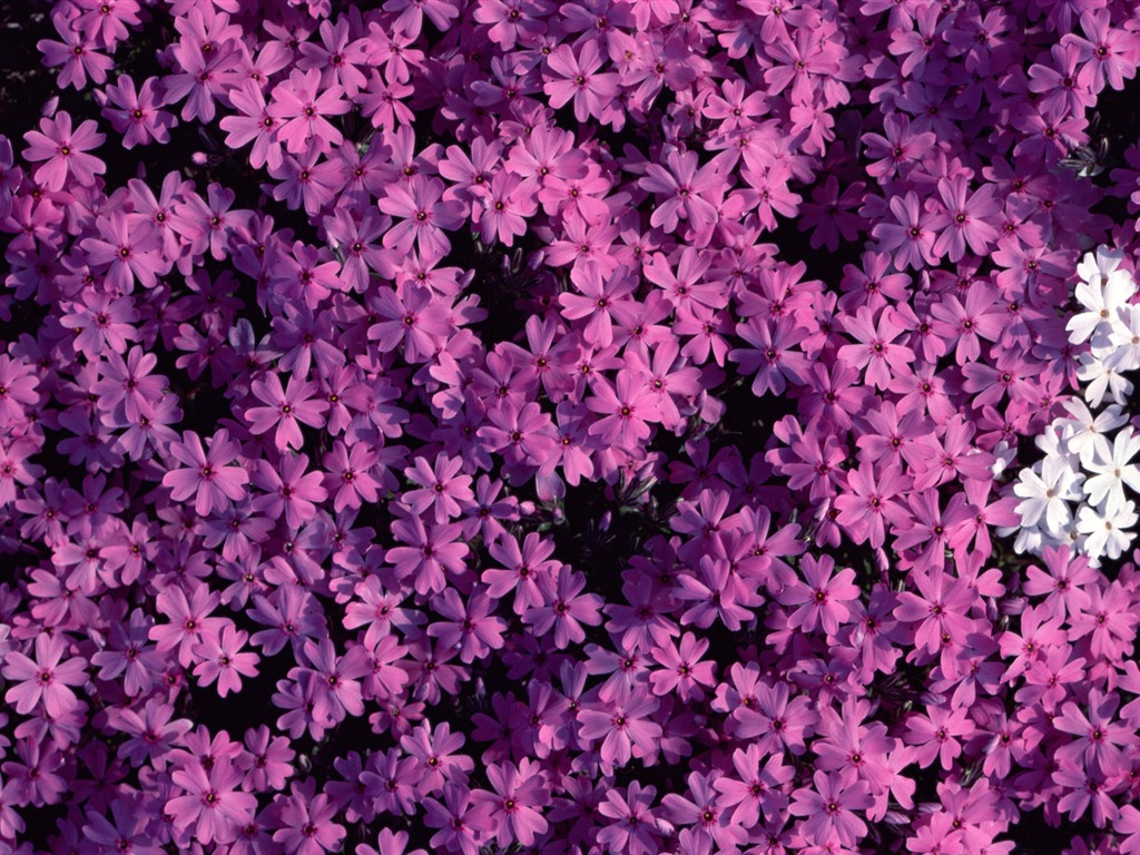 1680鮮花綠葉背景 壁紙(一) #17 - 1024x768