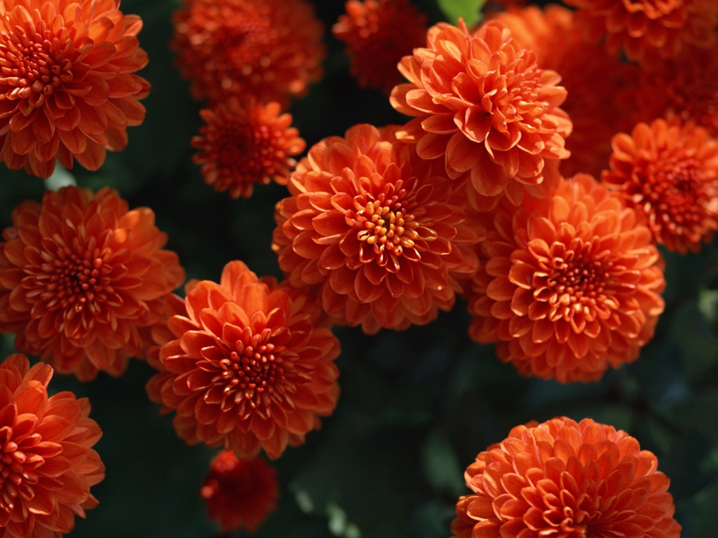 1680鮮花綠葉背景 壁紙(一) #18 - 1024x768