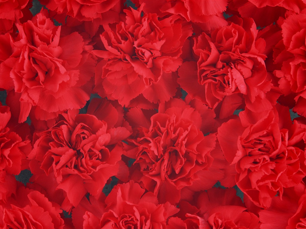 1680鮮花綠葉背景 壁紙(二) #2 - 1024x768