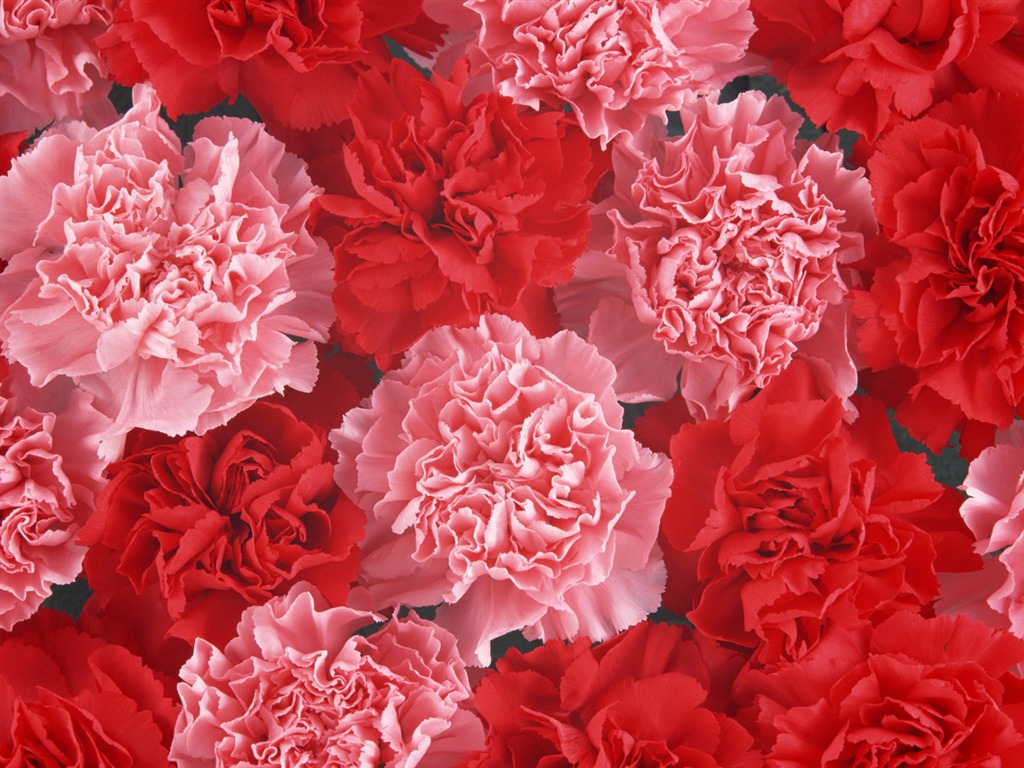1680鮮花綠葉背景 壁紙(二) #5 - 1024x768