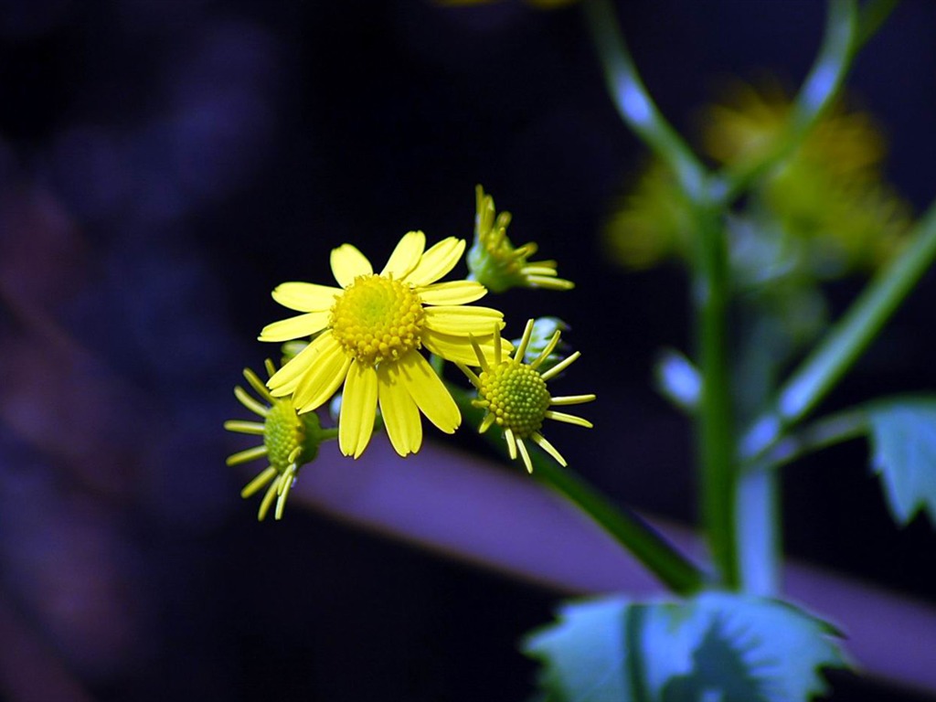 Flowers macro close-up (yt510752623 works) #3 - 1024x768