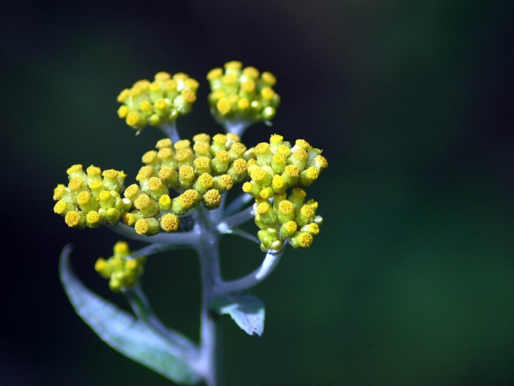 Flowers macro close-up (yt510752623 works) #6 - 1024x768