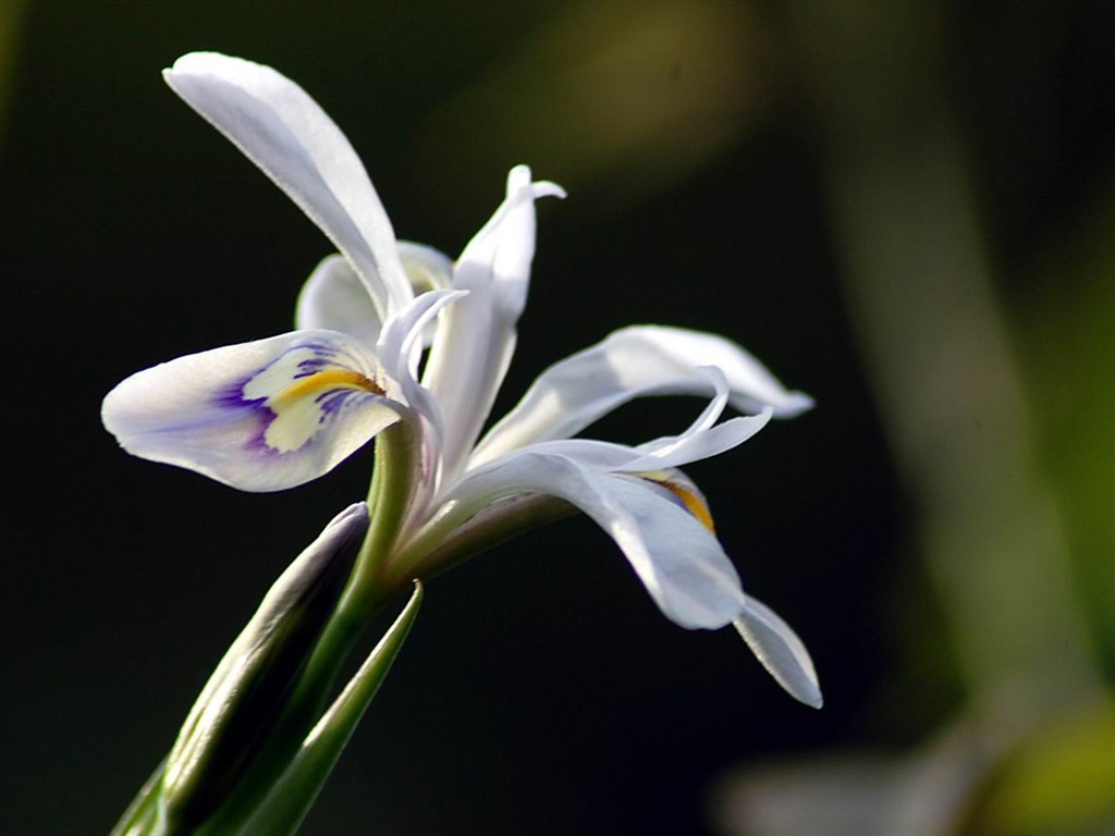 Flowers macro close-up (yt510752623 works) #11 - 1024x768