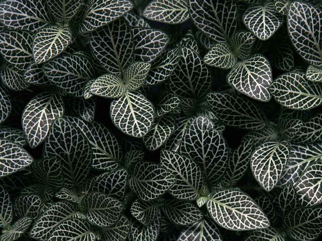 1680 꽃 녹색 잎 배경 벽지 (3) #3 - 1024x768