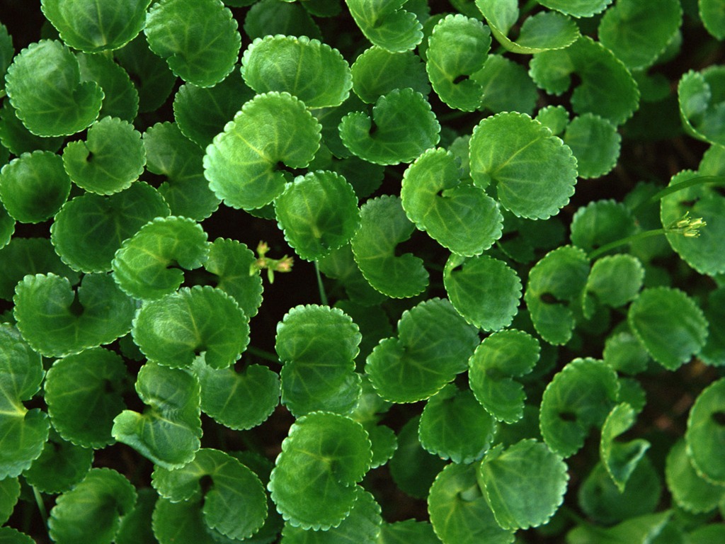 1680 꽃 녹색 잎 배경 벽지 (3) #6 - 1024x768