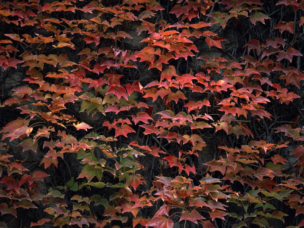 1680 꽃 녹색 잎 배경 벽지 (3) #9 - 1024x768