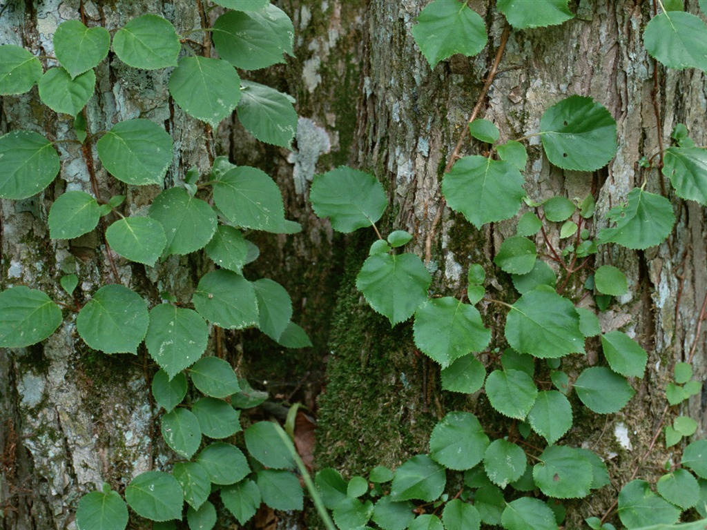 1680 꽃 녹색 잎 배경 벽지 (4) #15 - 1024x768