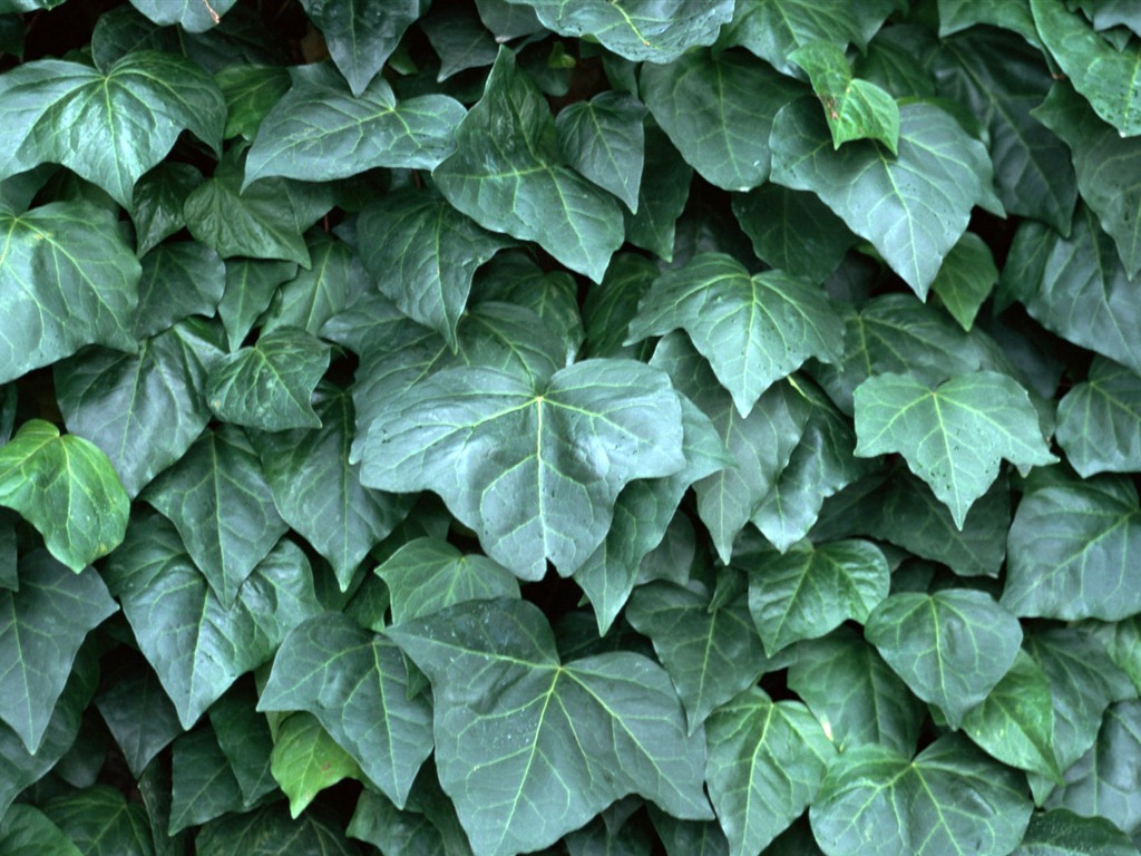 1680 꽃 녹색 잎 배경 벽지 (4) #16 - 1024x768