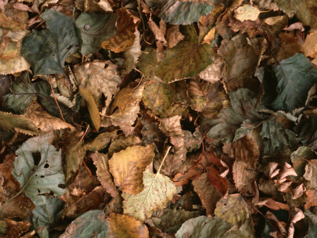 1680 꽃 녹색 잎 배경 벽지 (4) #17 - 1024x768