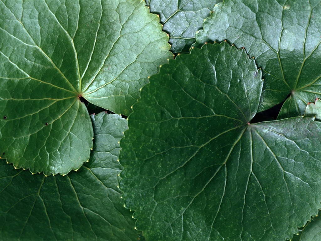 1680 꽃 녹색 잎 배경 벽지 (5) #4 - 1024x768
