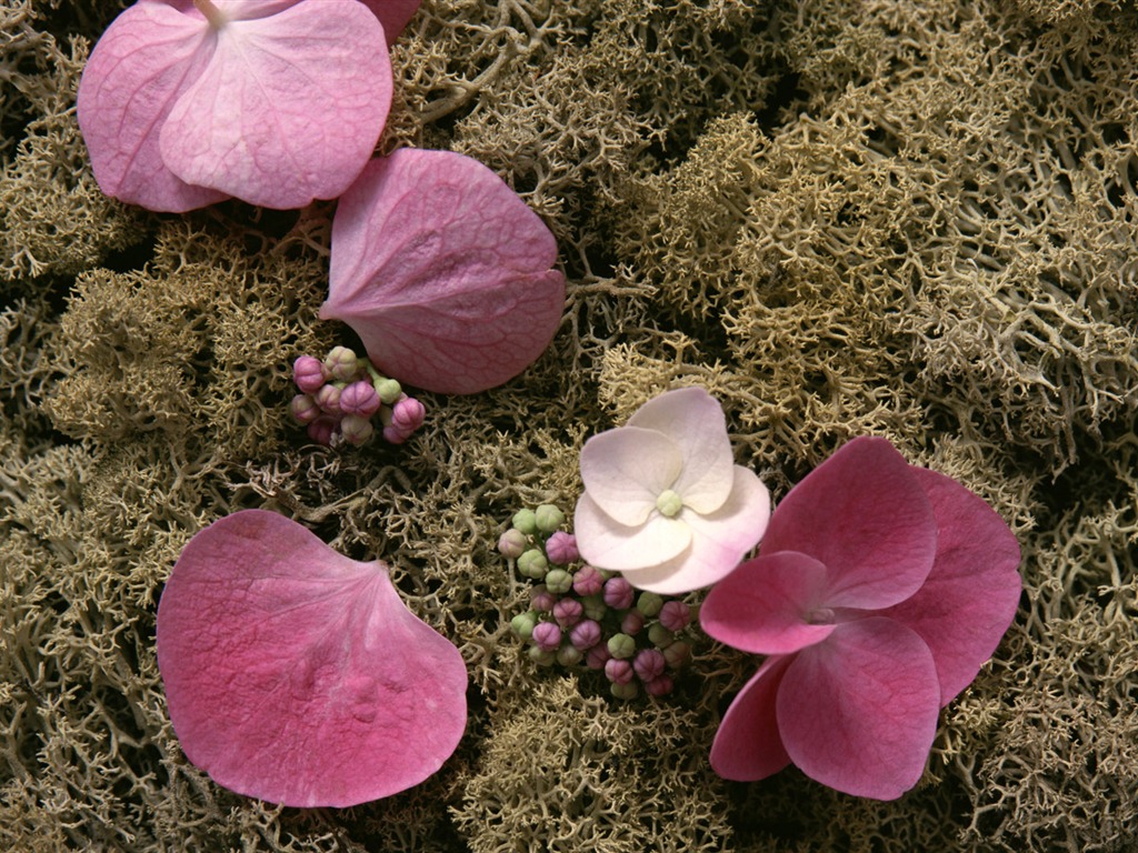 1680鮮花綠葉背景 壁紙(五) #15 - 1024x768
