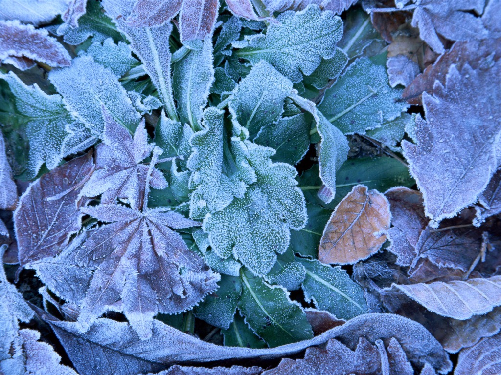 1680 fleurs vertes feuilles fond d'écran (6) #10 - 1024x768