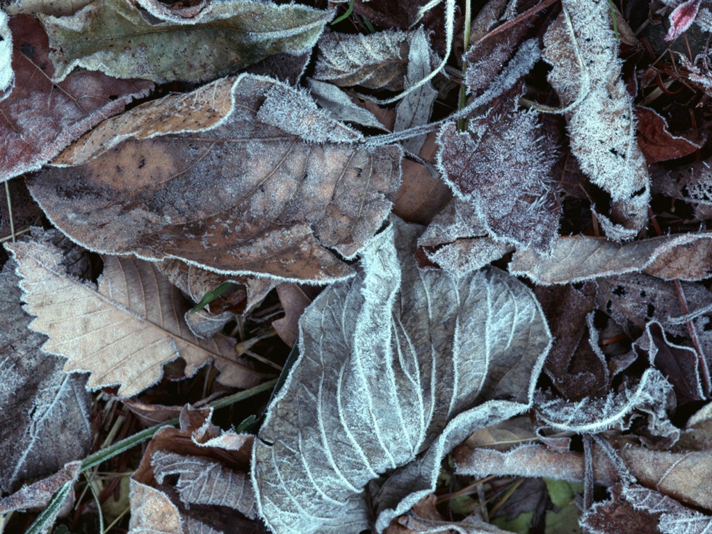 1680 fleurs vertes feuilles fond d'écran (6) #12 - 1024x768