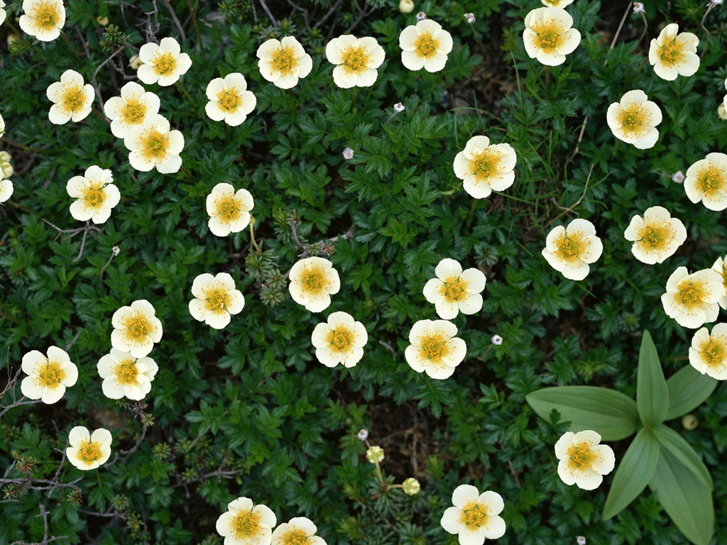 1680 fleurs vertes feuilles fond d'écran (6) #20 - 1024x768