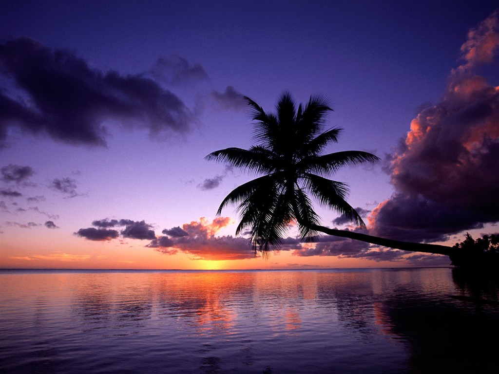 Palm tree sunset wallpaper (1) #4 - 1024x768