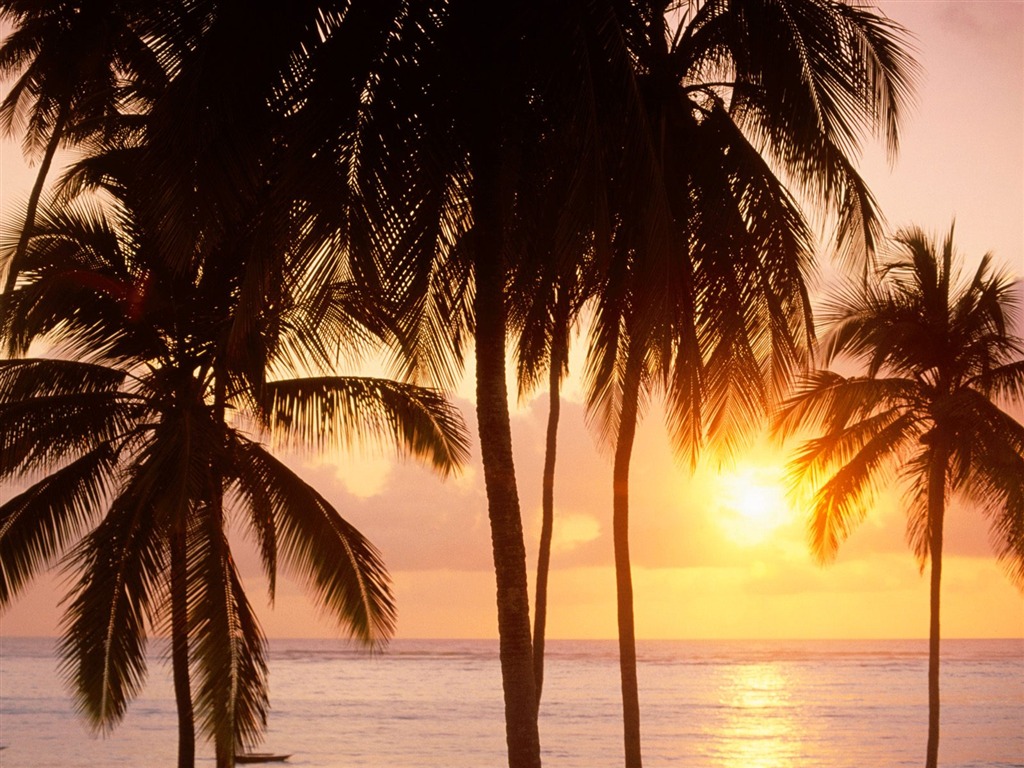 Palm tree sunset wallpaper (1) #6 - 1024x768