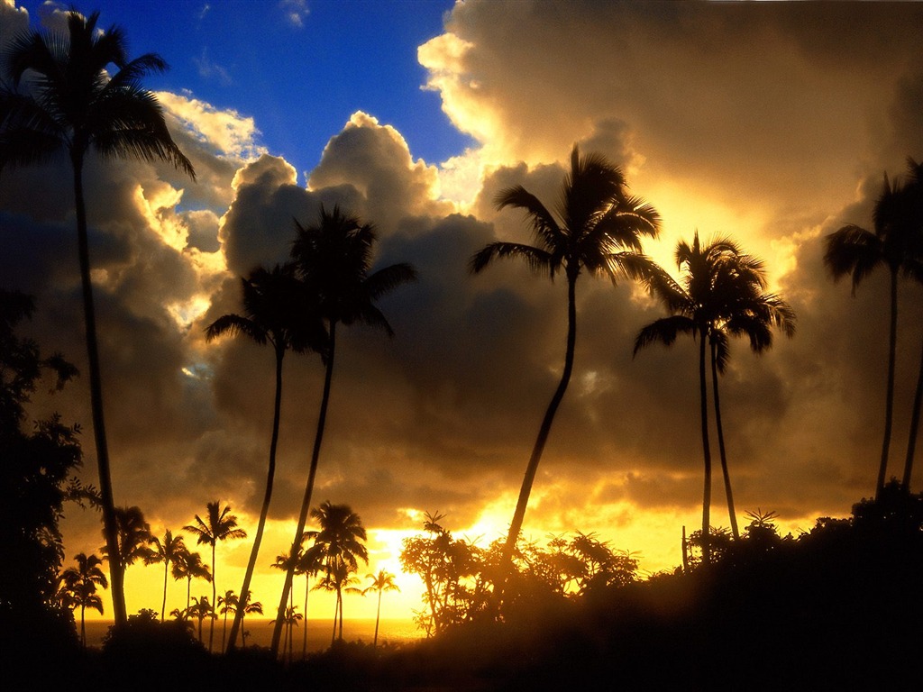 Palm tree sunset wallpaper (1) #8 - 1024x768