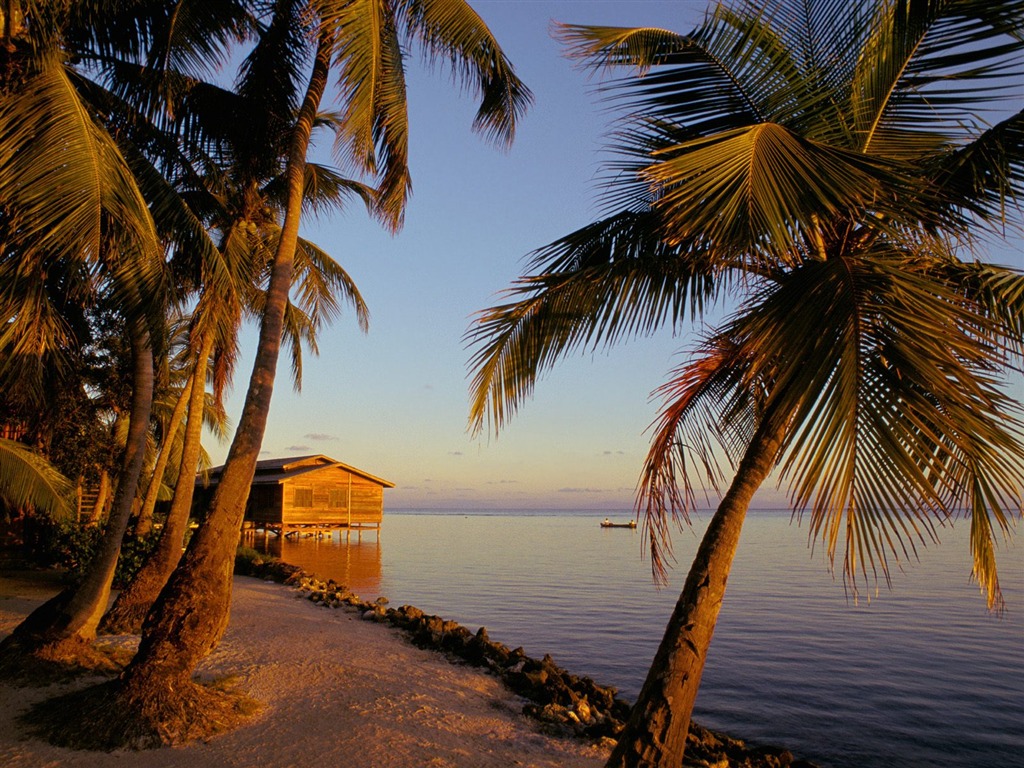 Palm tree sunset wallpaper (1) #11 - 1024x768