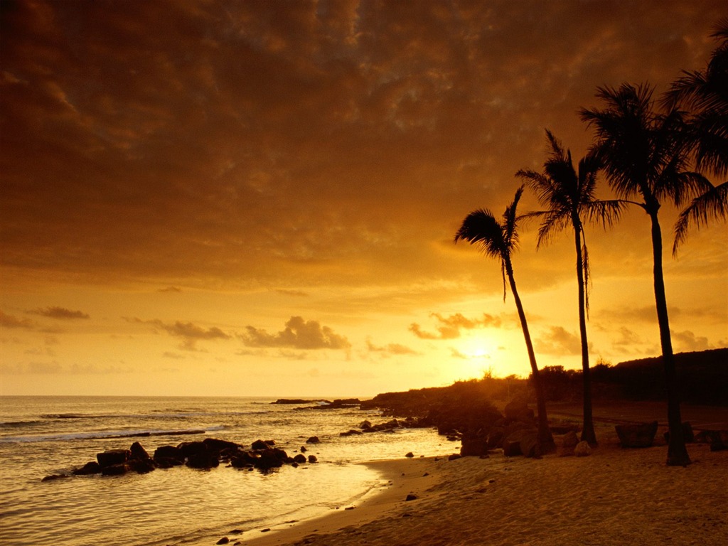 Fond d'écran Palm arbre coucher de soleil (1) #13 - 1024x768