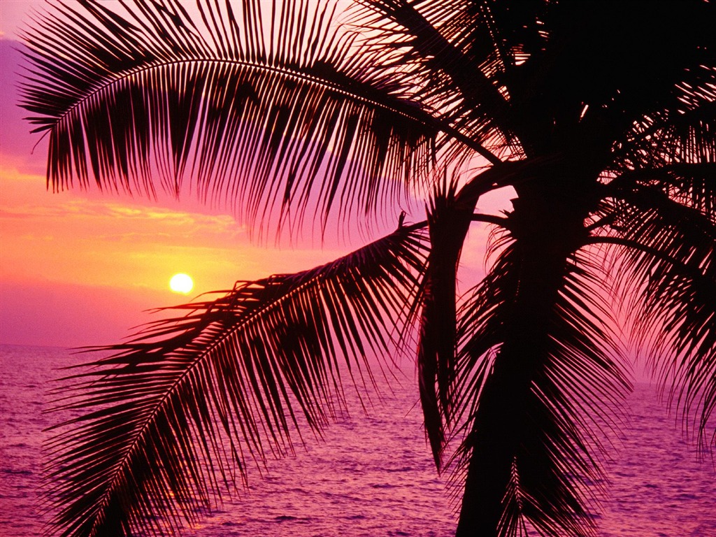 Palme Sonnenuntergang Wallpaper (1) #15 - 1024x768
