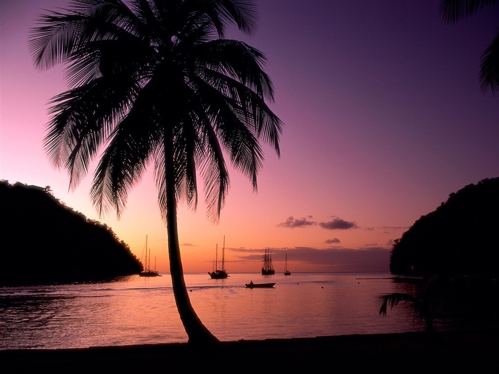 Palm tree sunset wallpaper (1) #19 - 1024x768