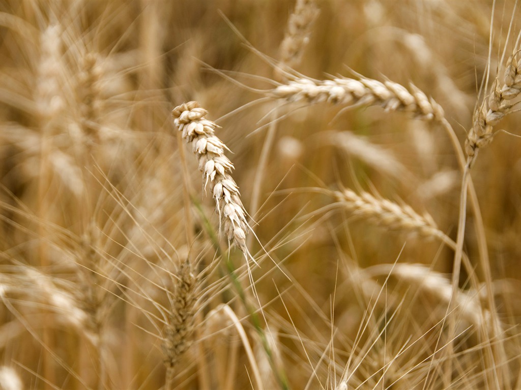 Wheat wallpaper (3) #2 - 1024x768