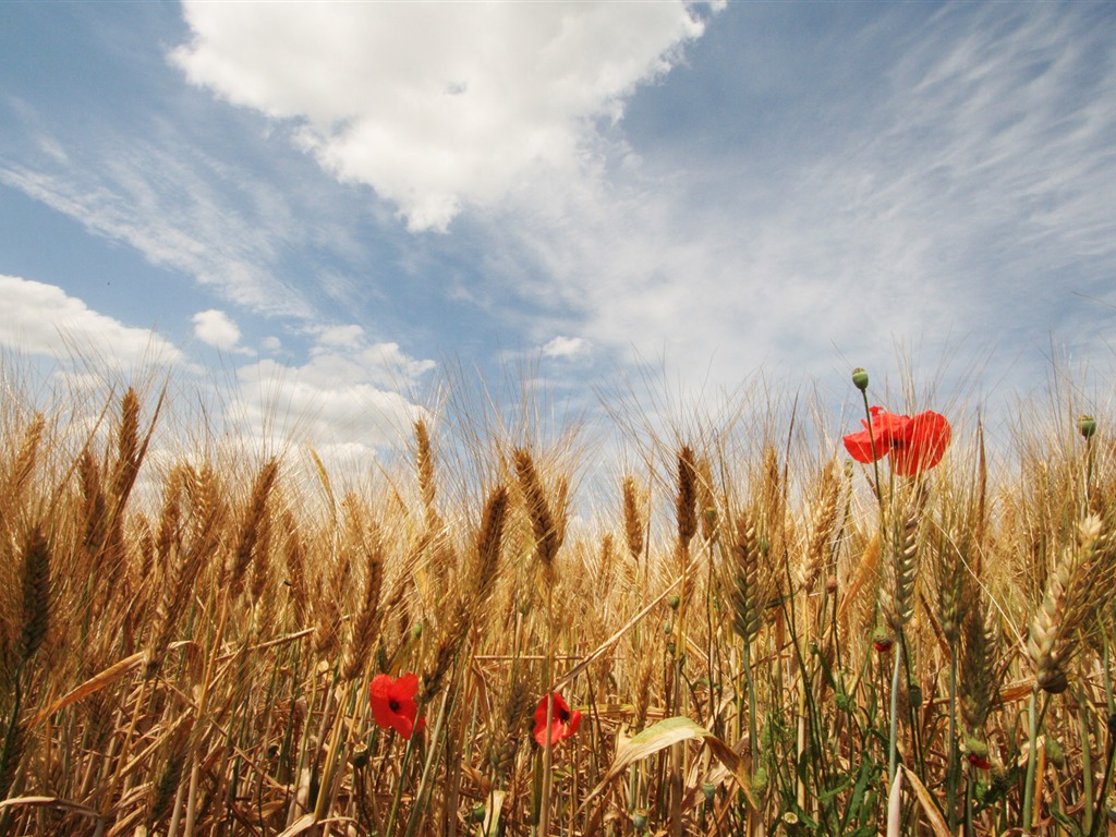 Wheat wallpaper (3) #4 - 1024x768